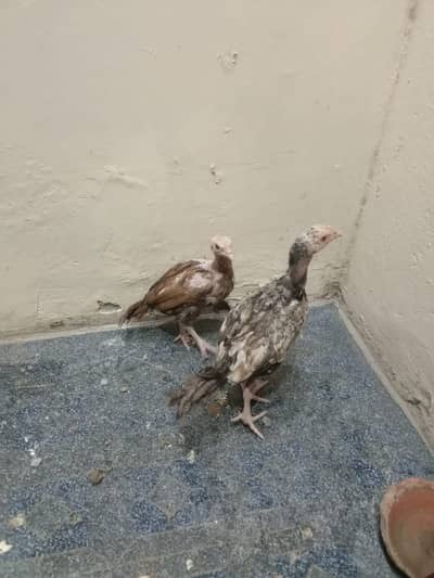 Pure. Aseel Mianwali chicks pair for sale