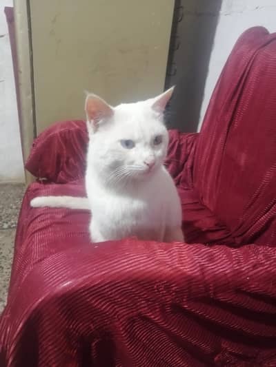 Male cat cash exchange any