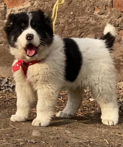 King Alabai Male / security Dog / Alabai Male Puppy For Sale