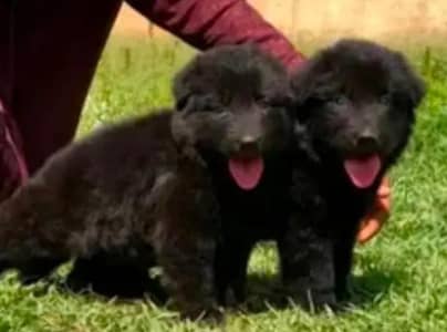 Pure Black German Shepherd Puppy / black German Shepherd lond coat dog