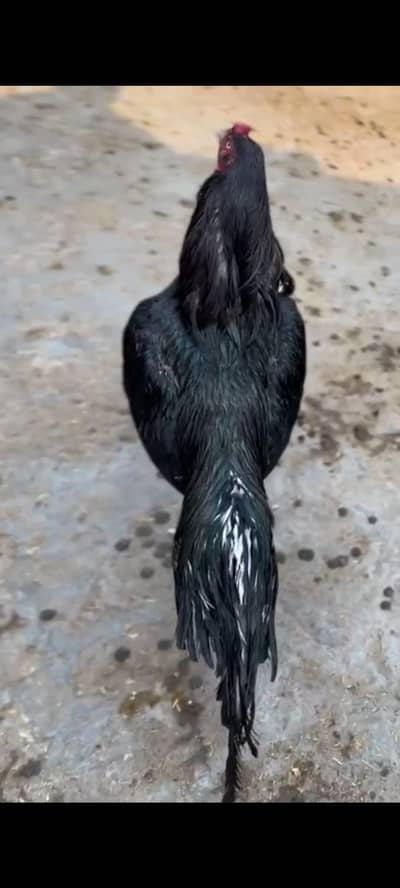 Aseel murga 03041979402