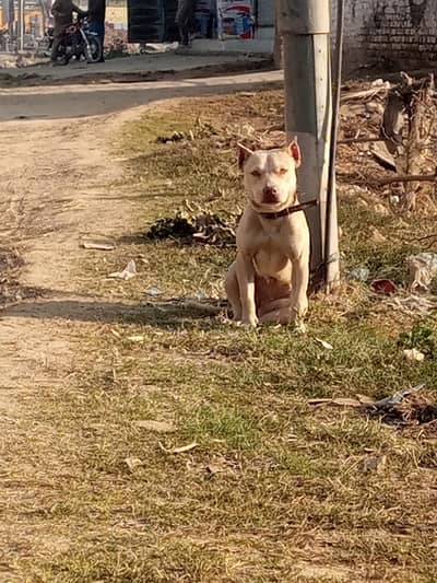 Pitbull terrier game lane