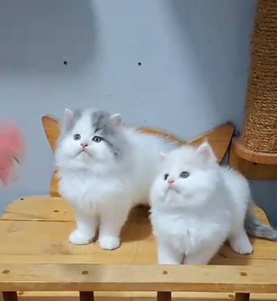 Persian cat kitten for sale my WhatsApp 03126762031