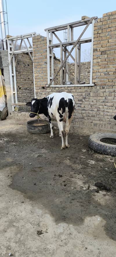 faramai gwaa da  9 month time ye pora dy