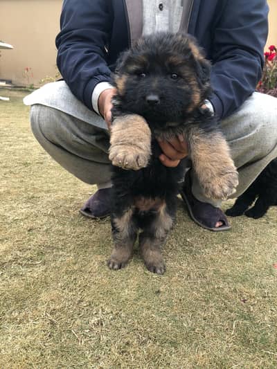 German shepherd puppy
