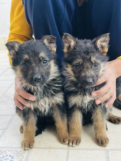 GERMAN SHEPHERD PUPPIES