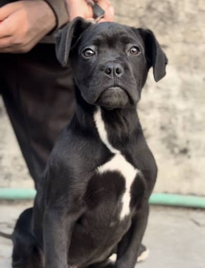IMPORTED CANE CORSO PUPPY HIGH QUALITY  AVAILABLE