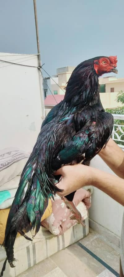 Aseel miyawali mushka