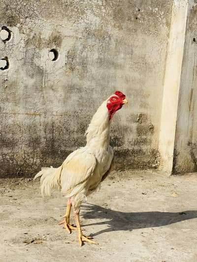 Aseel heera male for sale