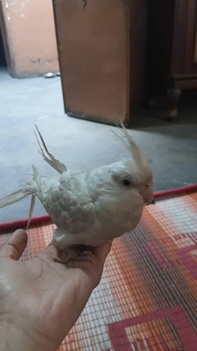 cocktail or love bird