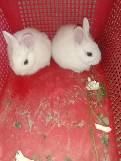 rabbit baby pair for sale