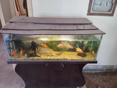 fish aquarium