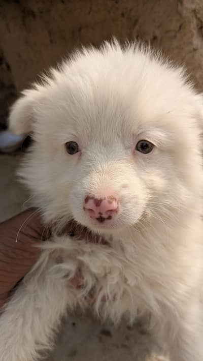 Russian puppy pink nose and beautiful eyes urgent sale 03048983434