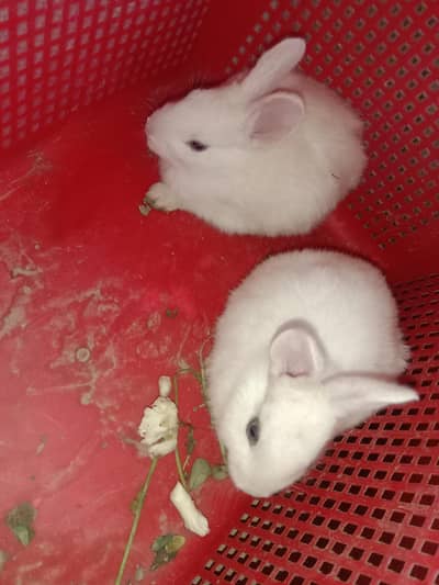 fancy rabbits baby pair for sale