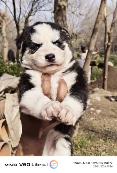 husky male puppies
