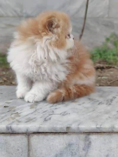 triple coated fawn male