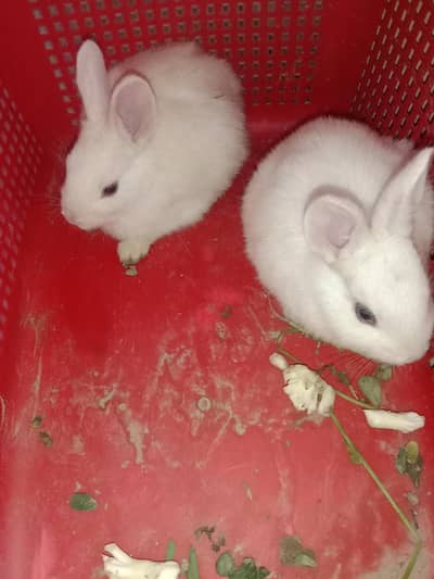fancy rabbits baby pair for sale 03224186572