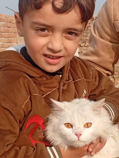Persian white colour cat fully trained.