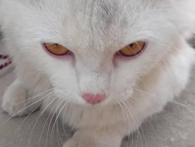 Persian white colour cat fully trained.