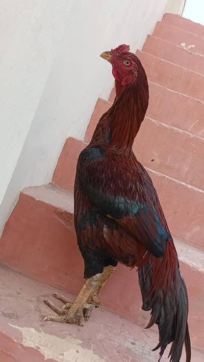 aseel murgha for sale