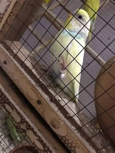 AUSTRILAN PHATAY FOR SALE RS. 350/- PER PC  (HOGO SPLIT & BLACK EYE)