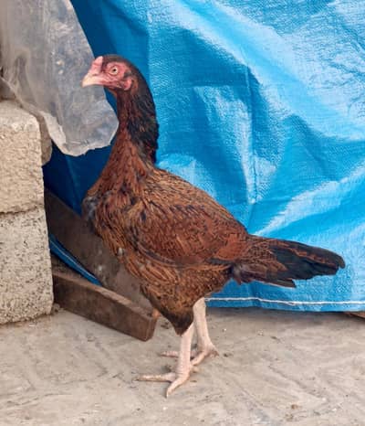 amroha cross aseel female