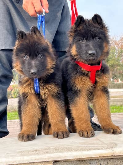 3ple cout German Shepard pair for sale