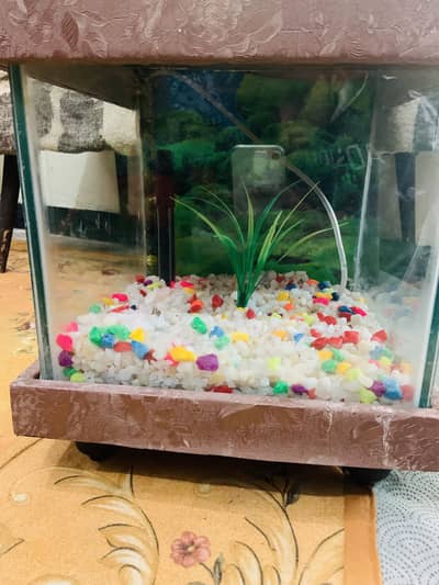 Fishing tank avaible for sale