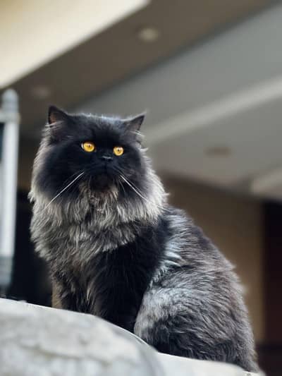 british simba long hair baby cat