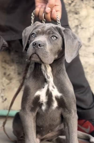 IMPORTED CANE CORSO PUPPIES | EXTREME QUALITY | AVAILABLE