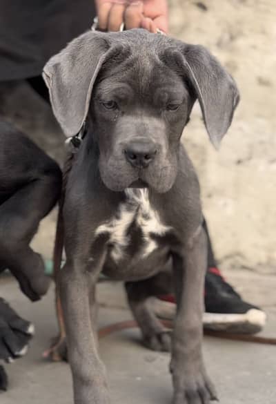 IMPORTED CANE CORSO PUPPIES | EXTREME QUALITY | AVAILABLE