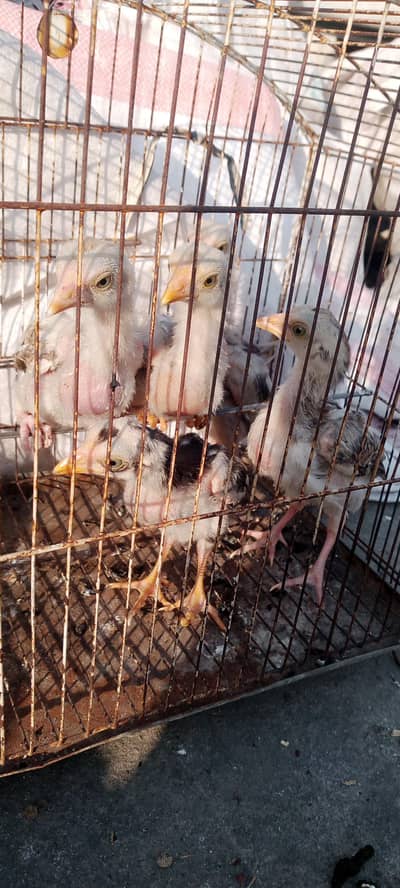 3 Months Aseel Chicks