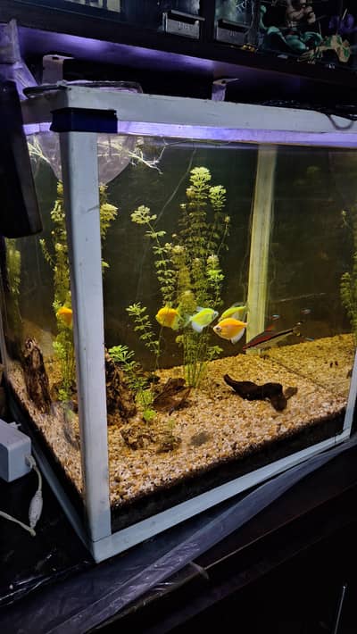 Aquarium For Sale