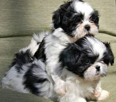 shih tzu female puppy for sale
