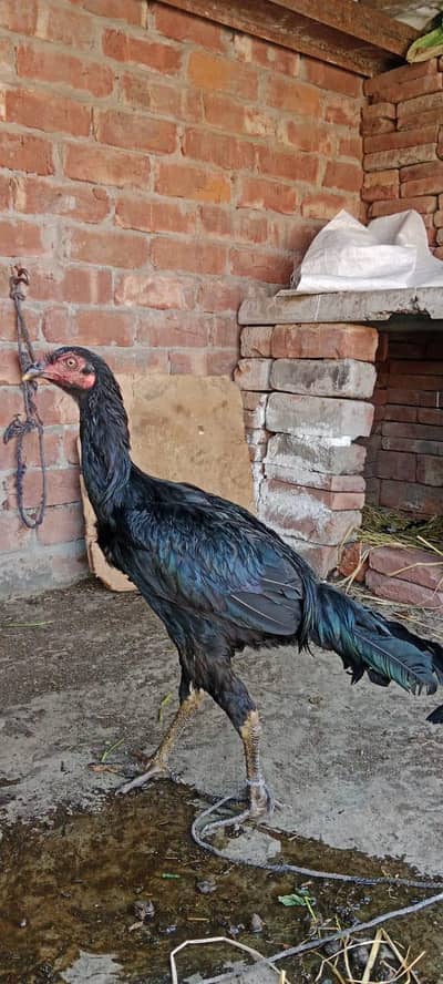 Thai Aseel Black patha