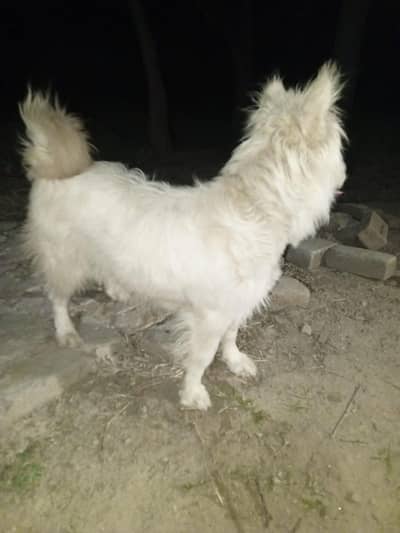 Russian female forsale 2 month pregnant