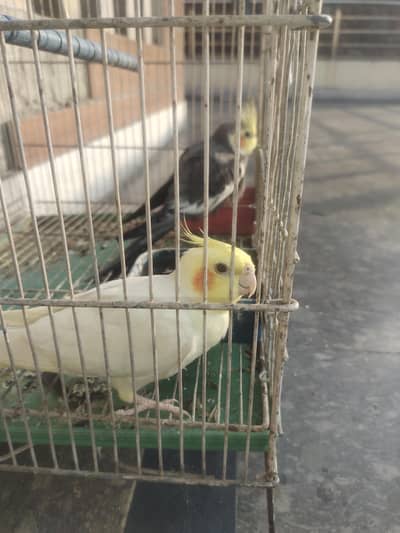 cocrail pair 5000 . urjent  sal