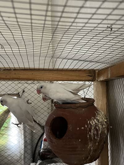 Eno luteno white 2 pairs