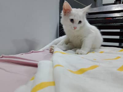 Persian  cat for sale