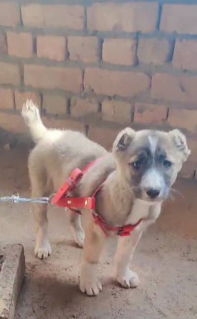 aghan kuchi puppy