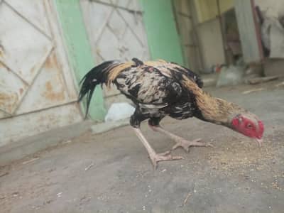 Aseel Mianwali and lakha wli cross breed murga