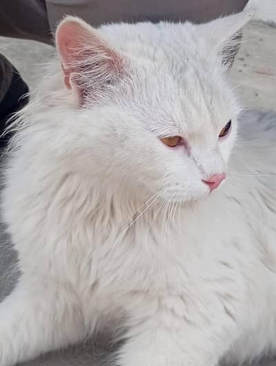 Persian cat white clr fully trained and vaccinated