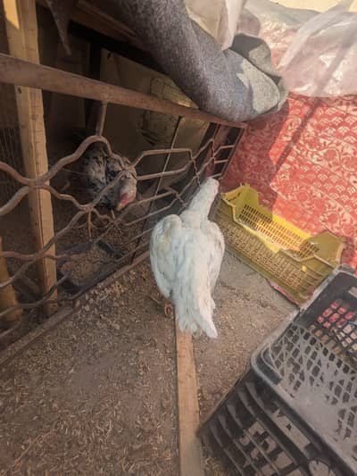 aseel mianwali heera madi egg lying