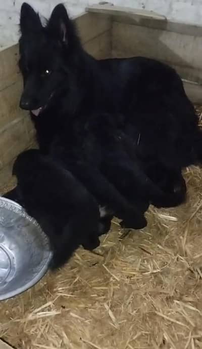 Golden Retriever and call 03355550785  German Shepherd and Husky