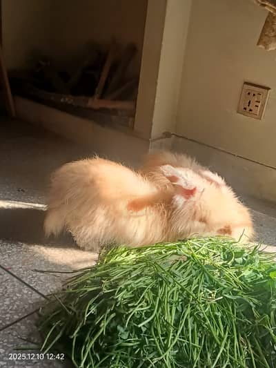 Super cute Anglola Rabbits