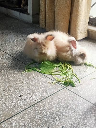 Super cute Anglola Rabbits