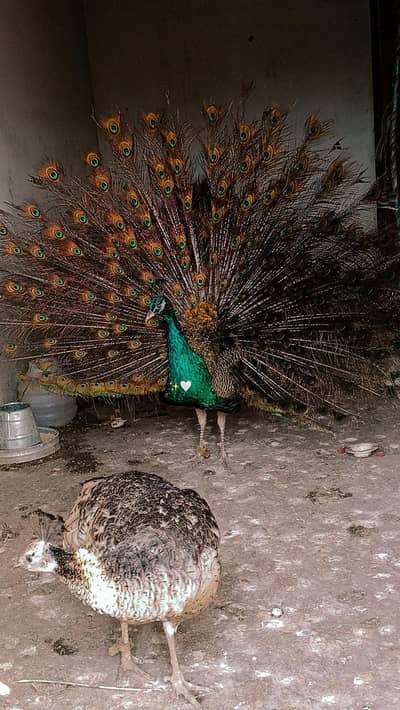 “Beautiful Live Peacock for Sale – Healthy & Active”