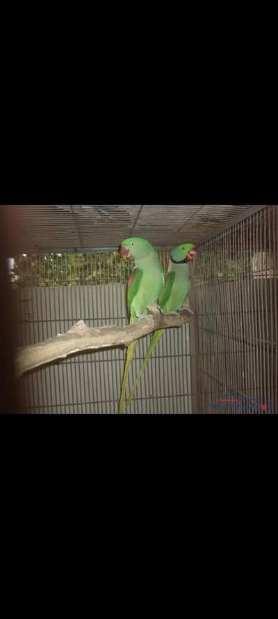 Parrot for sale