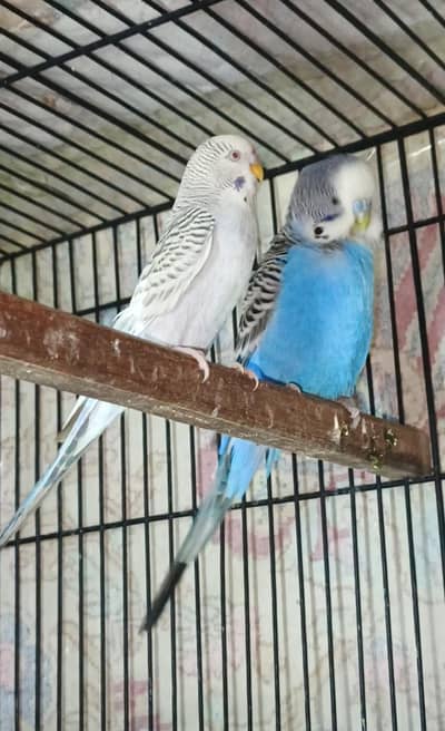 jumbo king size budgie breader pair