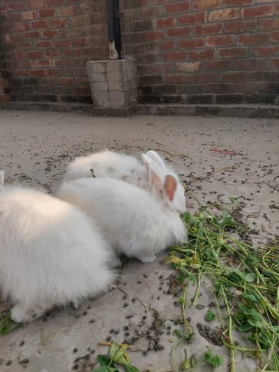 angora rabbit adult for sale
